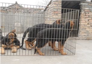 優良品種德國牧羊犬，成都寵物誠信交易指南